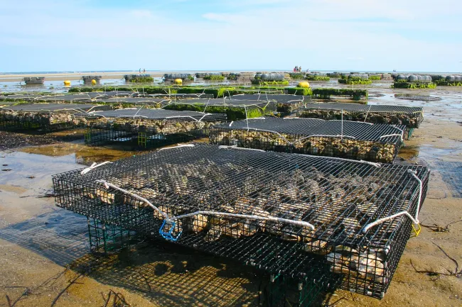 Image: 1957725, Oyster farm, Pixabay, Pixabay Licence