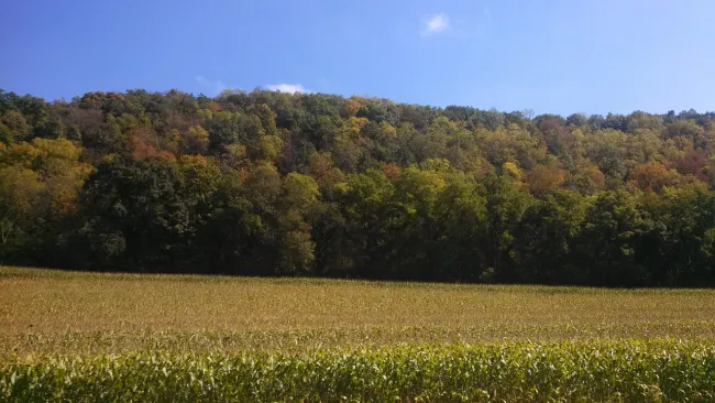 Image: vbranyik, Corn cornfield fall, Pixabay, CC0 Creative Commons