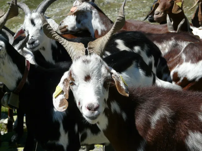 Image: fda54, Goat Herd Mountain, Pixabay, Pixabay Licence Image: fda54, Goat Herd Mountain, Pixabay, Pixabay Licence