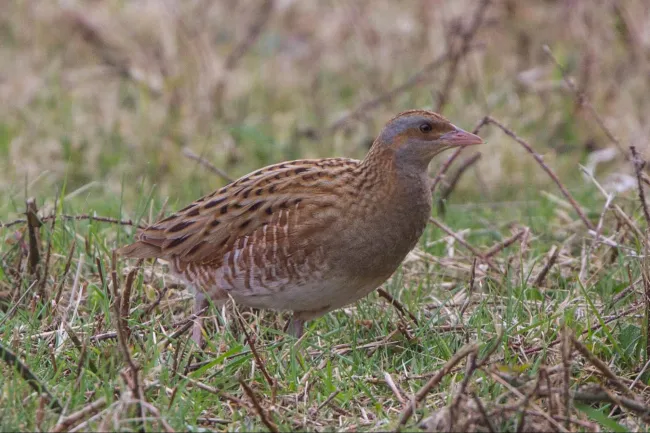 Image: Ron Knight, Corn Crake (Crex crex), Flickr, Creative Commons Attribution 2.0 Generic