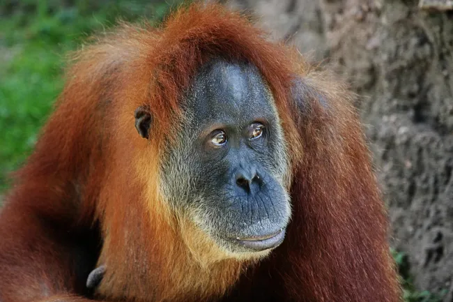 Image: Travis Isaacs, Orangutan, Flickr, Creative Commons Attribution 2.0 Generic