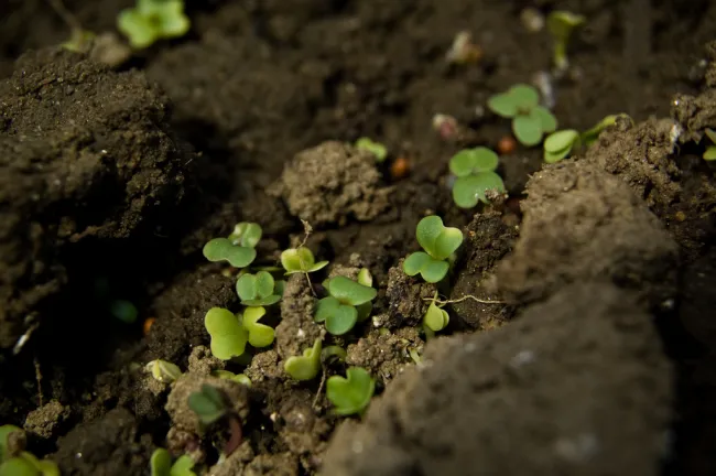 Image: Brian Boucheron, Fairyland Mesclun Mixed, Flickr, Creative Commons Attribution 2.0 Generic