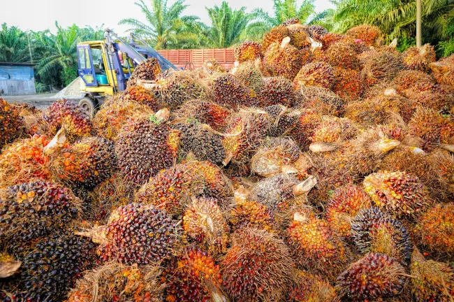 Image: Tristantan, Palm oil fruit, Pixabay, Creative Commons CC0