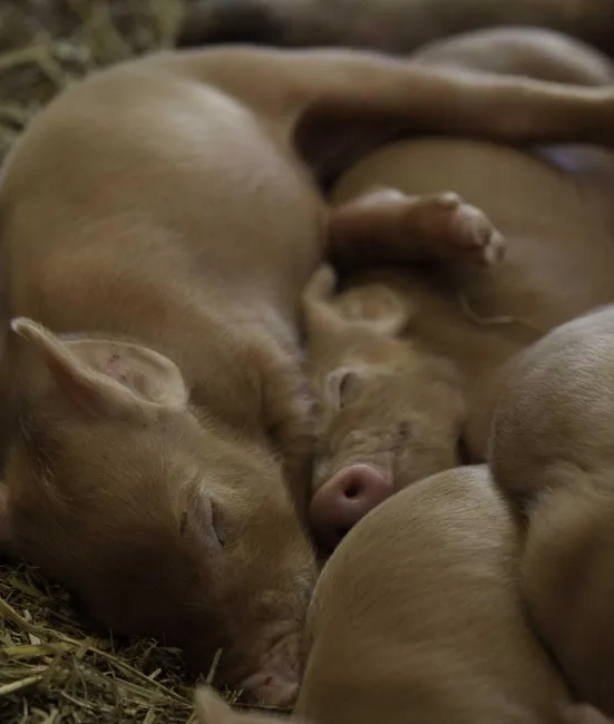 Image: david pacey, Piglets, Flickr, Creative Commons Attribution 2.0 Generic