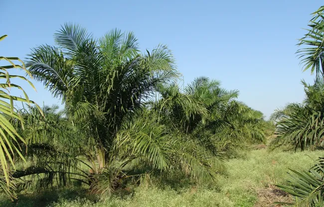 Image: sarangib, Oil Palm Tree, Pixabay, Pixabay Licence