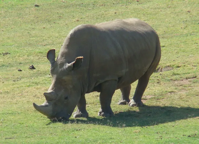Image: Sheep81, Northern White Rhinoceros Angalifu, Wikimedia Commons, Public domain Image: Sheep81, Northern White Rhinoceros Angalifu, Wikimedia Commons, Public domain