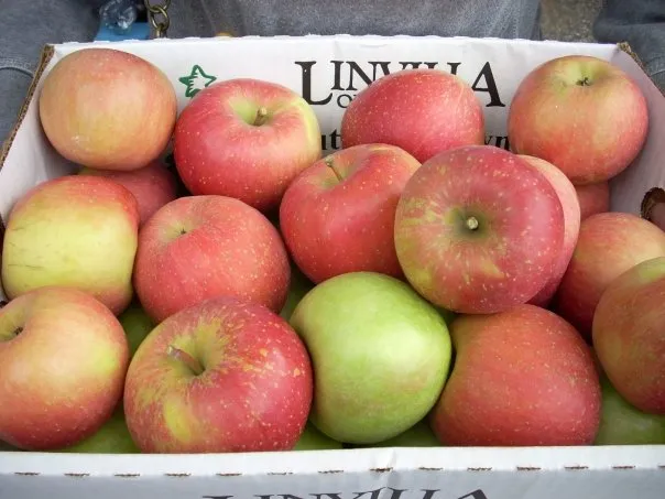 Image: Julie, Apples, Flickr, Creative Commons Attribution 2.0 Generic