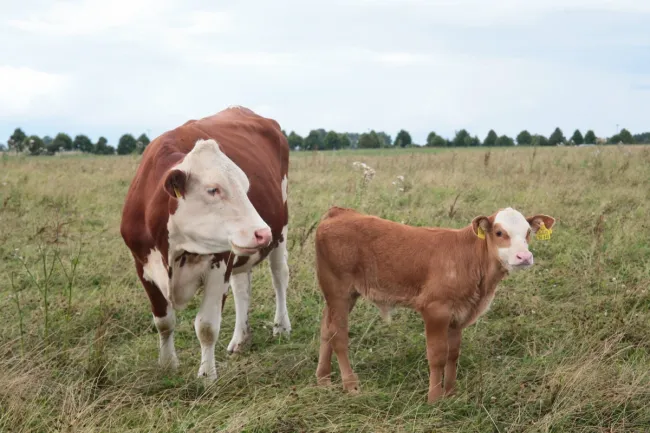 Image: Pxhere, Organic beef, CC0 Public Domain