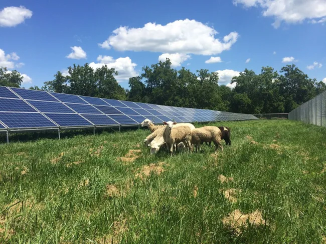 Image: Gabelglesia, Solar array in the Antioch College South Campus, near the farm. Sheep included, Wikimedia Commons, Creative Commons Attribution-Share Alike 4.0 International