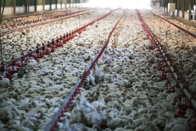 Image: Shpernik088, The chicken meat industry 14, Wikimedia Commons, Creative Commons Attribution-Share Alike 4.0 International