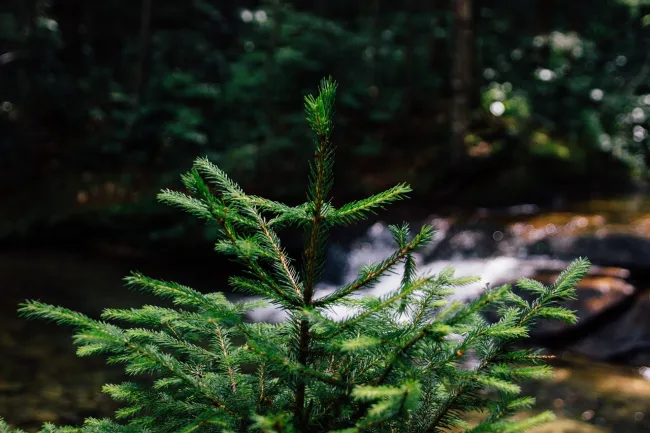 Image: Max Pixel, Shoot Fresh Forest Sprout Young Fir Tree Tree, Creative Commons Zero - CC0 Public Domain