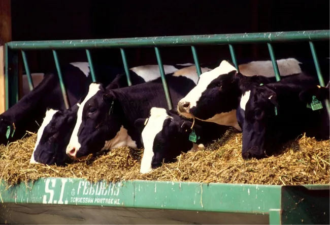 Image: Pxhere, Grass farm animal, CC0 Public Domain