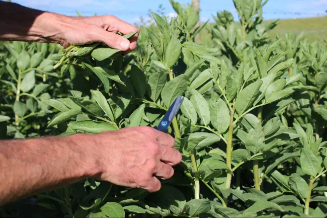 Image: Local Food Initiative, Topping broad bean plants, Flickr, Creative Commons Attribution 2.0 Generic
