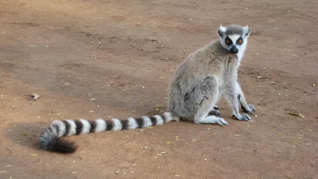 Image: Alex Dunkel, Ring-tailed Lemur (Lemur catta) at Berenty Private Reserve in Madagascar, Wikimedia Commons, Creative Commons Attribution 3.0 Unported