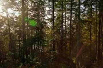 Michael Nugent, Forestry, Flickr, Creative Commons licence 2.0