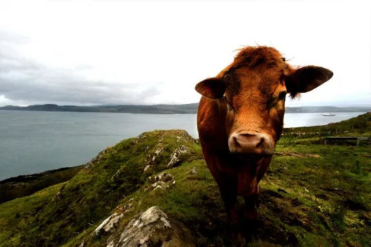 (Photo: Graeme Law, creative commons licence, Flickr)