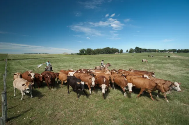 Image: Pxhere, Field, farm, meadow, Public domain
