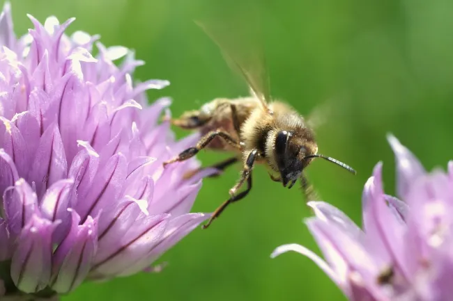Image: skeeze, Honeybee flying insect, Pixabay, CC0 Creative Commons