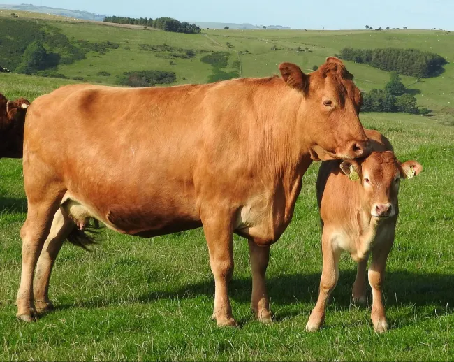Image: Rob Mitchell, Cow and calf, Flickr, Public Domain