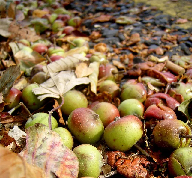 Credit: James Bowe, Apples by the road, Flickr, Creative Commons licence 2.0
