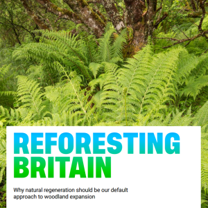 Reforesting Britain report cover
