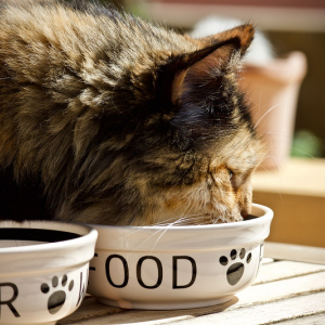 Image: sweetlouise, Cat feline bowl for animals, Pixabay, Pixabay Licence