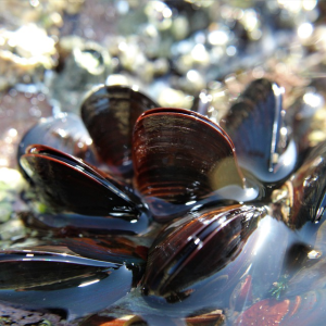 Image: Beesmurf, Mussel seafood, Pixabay, Pixabay Licence