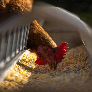 Image: AndreaGoellner, Hen chicken feeding, Pixabay, Pixabay Licence