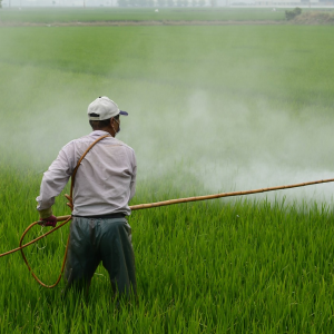 Image: wuzefe, Herbicide farmer in rice field, Pixabay, Pixabay Licence