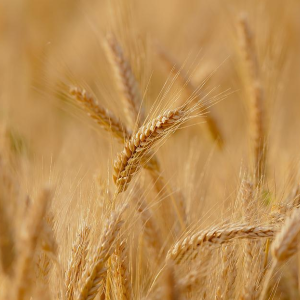 Image: Candiix, Wheat field, Pixabay, Pixabay Licence