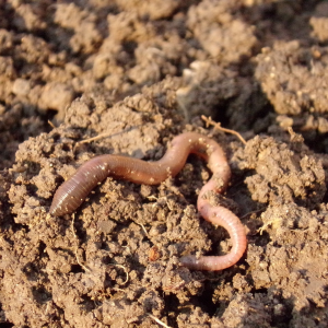 Image: Natfot, Earthworm soil, Pixabay, Pixabay Licence