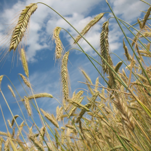 Image: R0bin, Wheat crop field cereal, Pixabay, Pixabay Licence