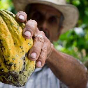 Alt text: farmer picking yellow cocoa pod. Photo by Elias Falla via Pixabay.