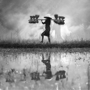 The cover image of the food sovereignty explainer in black and white, a woman carrying rice across a rice paddy.