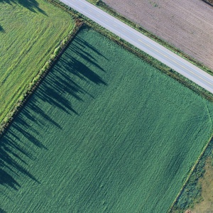 An aerial view of three rectangular agricultural fields along a road. Photo by Pexels via Pixabay.