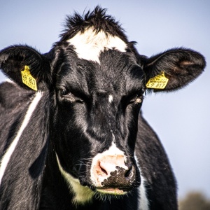 Alt text: Portrait of an angry looking cow. Photo by Matthis Volquardsen via Pexels