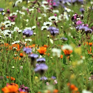 Field of biodiverse wildflower. Image by Caniceus via pixaby