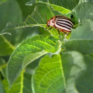 Image of a potato beetle eating a leaf. Photo by Foto-Rabe via Pixabay.