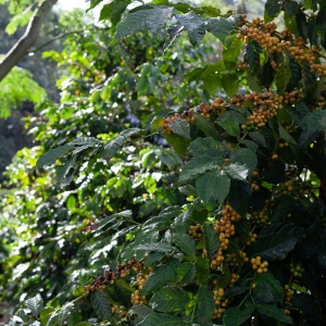 Photo of a fruiting shrub in a forest landscape. Image by PROJETO CAFÉ GATO-MOURISCO via Unsplash