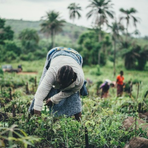 African farmer working in a field
