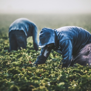 Two farm workers picking strawberries in a field. Photo by Tim Mossholder via Unsplash.