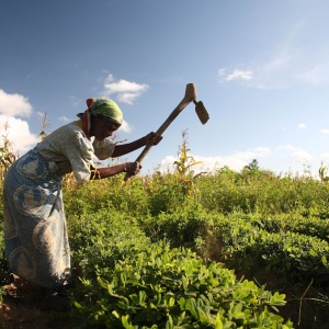Image: ILRI, Groundnut farmer in Malawi, Flickr, Creative Commons Attribution-ShareAlike 2.0 Generic