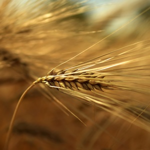 Image: Peggychoucair, Barley Cereals Grain, Pixabay, Pixabay licence