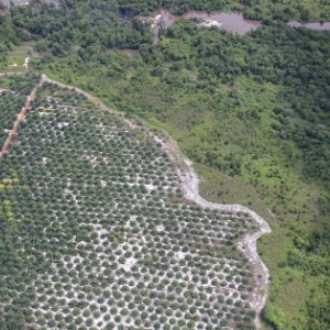 Photo: glennhurowitz, Palm oil plantation encroaching on forest, Flickr, Creative commons licence 2.0