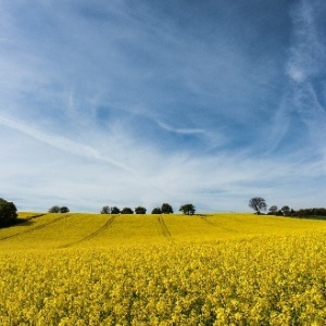 Photo: targut, rapeseed fields, Flickr, Creative commons licence 2.0