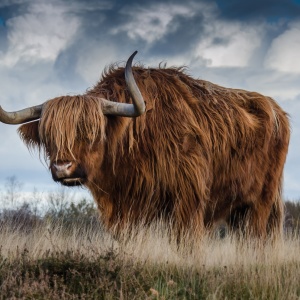 Photo credits: Pexels - https://www.pexels.com/photo/brown-yak-on-green-and-brown-grass-field-144234/