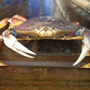 Image: Crabmanners, Large Dungeness Crab, Wikimedia Commons, Creative Commons Attribution-Share Alike 4.0 International