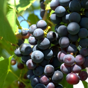 Image: webandi, Wine grapes agriculture, Pixabay, Pixabay Licence
