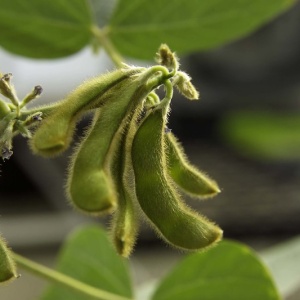 Image: United Soybean Board, Soybean Pods, Flickr, Creative Commons Attribution 2.0 Generic
