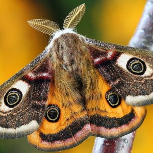 Image: Illuvis, Moth Lepidoptera, Pixabay, Pixabay License